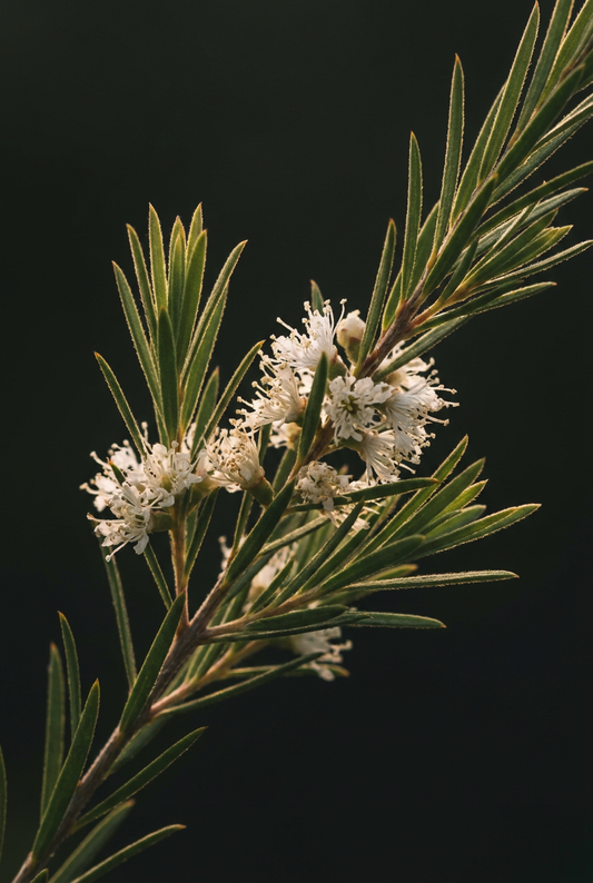 Tea tree branch macro
